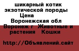 шикарный котик экзотической породы › Цена ­ 10 000 - Воронежская обл., Воронеж г. Животные и растения » Кошки   
